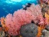 West Papua Reef Scenery by Eric Cheng