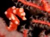 Denise's pigmy sea horse by Graham Abbott