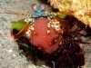 Mantis shrimp with eggs by Graham Abbott