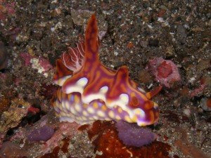 Ceratasoma magnifica - Photo by John Munch