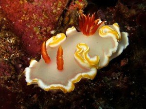 Glossodoris averni – Photo by Graham Abbott