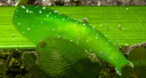 Phyllaplysia sp - Photo by Graham Abbott