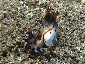 Unknown Thecacera sp. – Photo by Graham Abbott