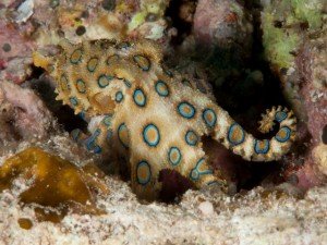 Blue Ringed Octopuss