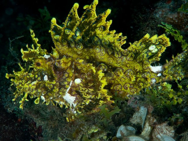 Rhinopias frondosa – Photo by Bob Widman