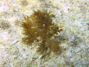 Melibe digitata - Photo by Graham Abbott