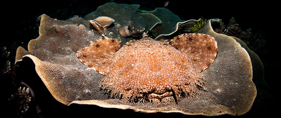 Raja Ampat UW Photo Gallery