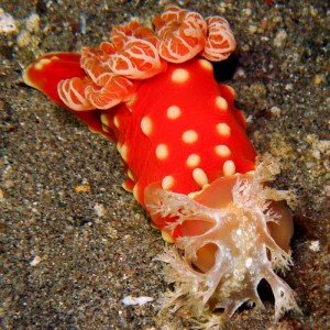 Image by Graham Abbott