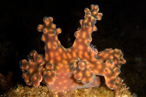 Image by Graham Abbott