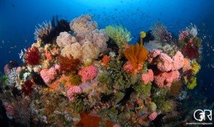 Fantastic coral scenery in Komodo 