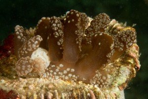 Here you can see egg mass partially covered by the cerata.