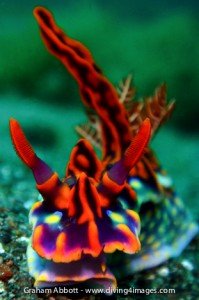 Ceratosoma magnifica