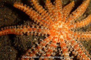 This was only previously found in Indonesia from trawls beyond 200m.