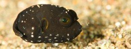 InterNations Komodo Fun Diving Photo Gallery