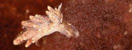Opisthobranchs Photo Gallery