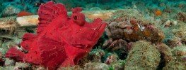 Scorpionfishes Photo Gallery