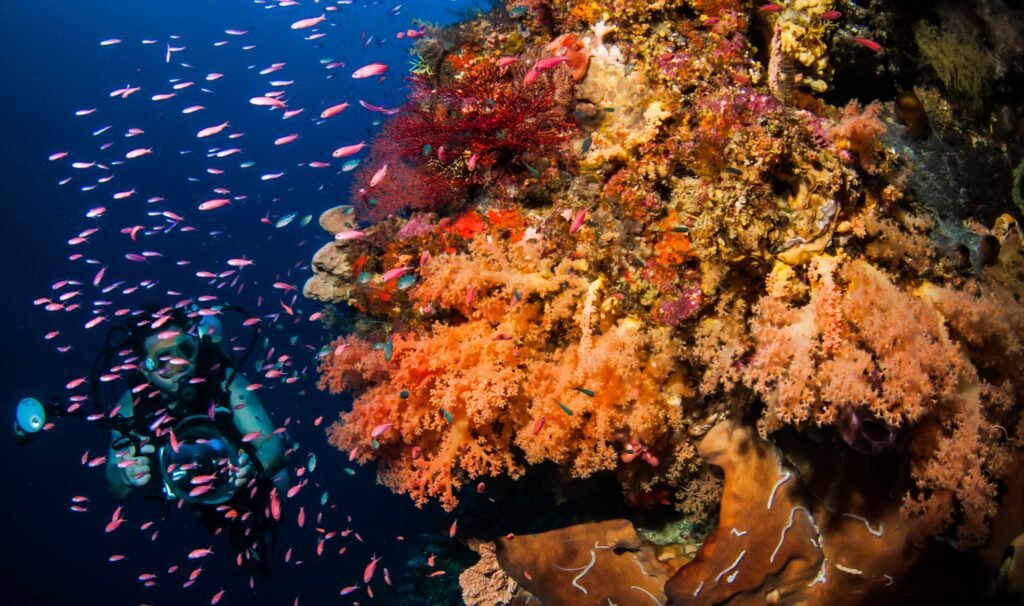 Reef Wall Dynamics: Biodiversity in the Banda Sea