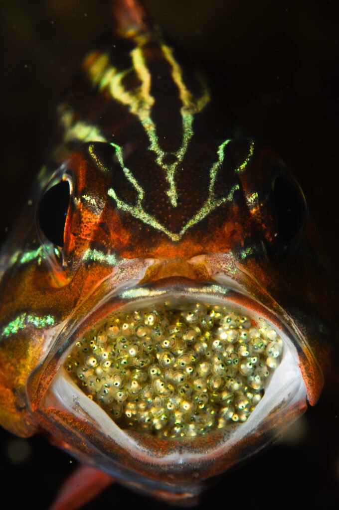 Mouthbrooding Morphology: Embryonic Development