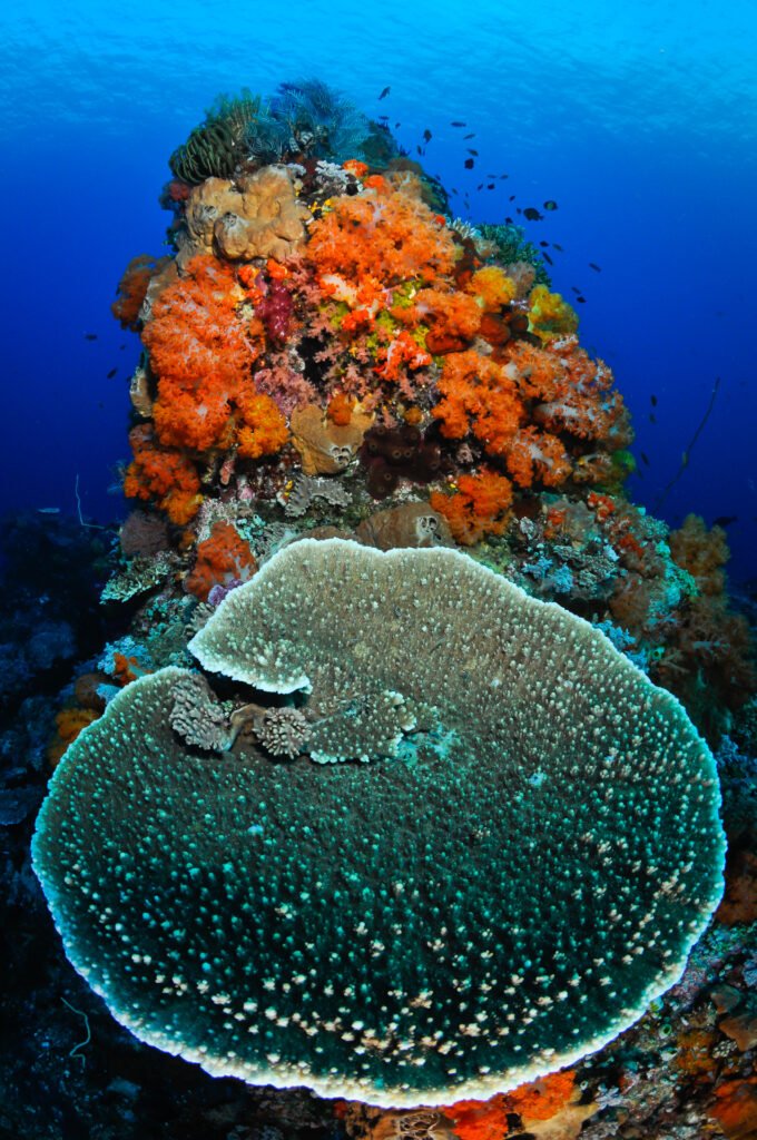 The Coral Citadel