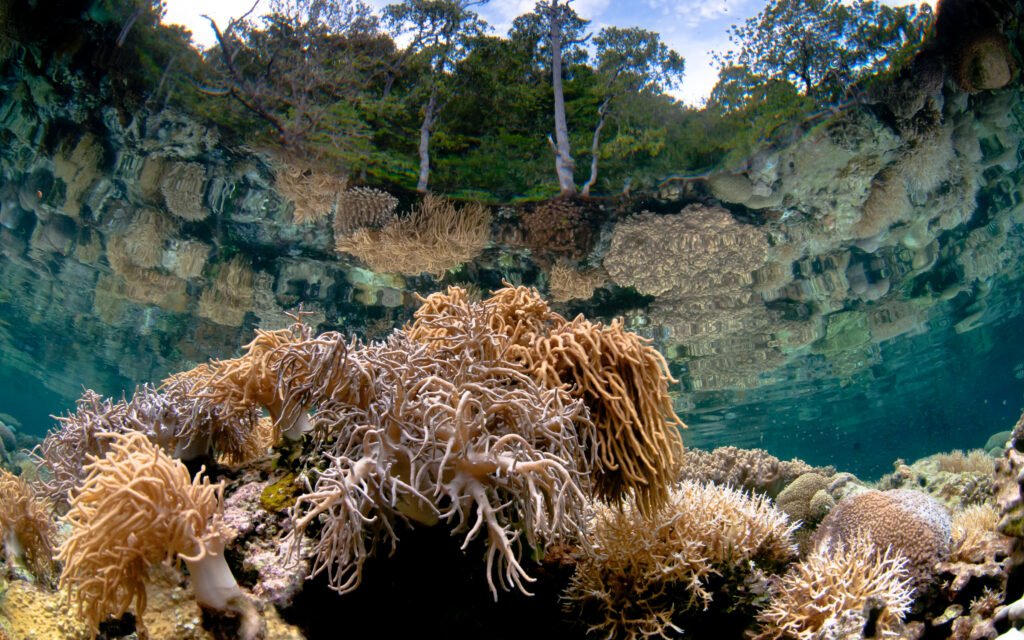 The Mirror Reef of Raja Ampat