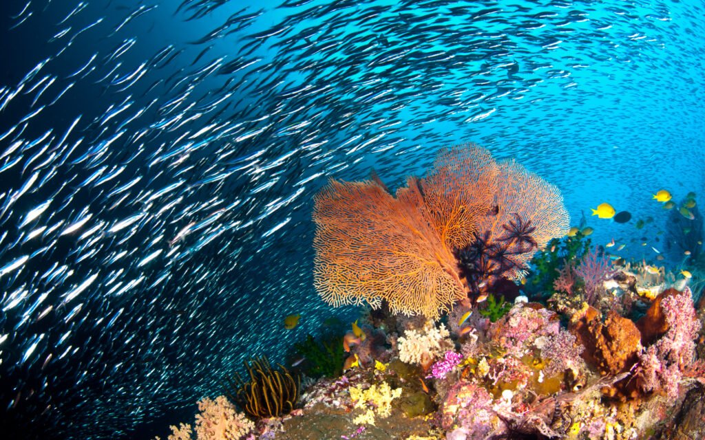 The Silver Torrent of Raja Ampat