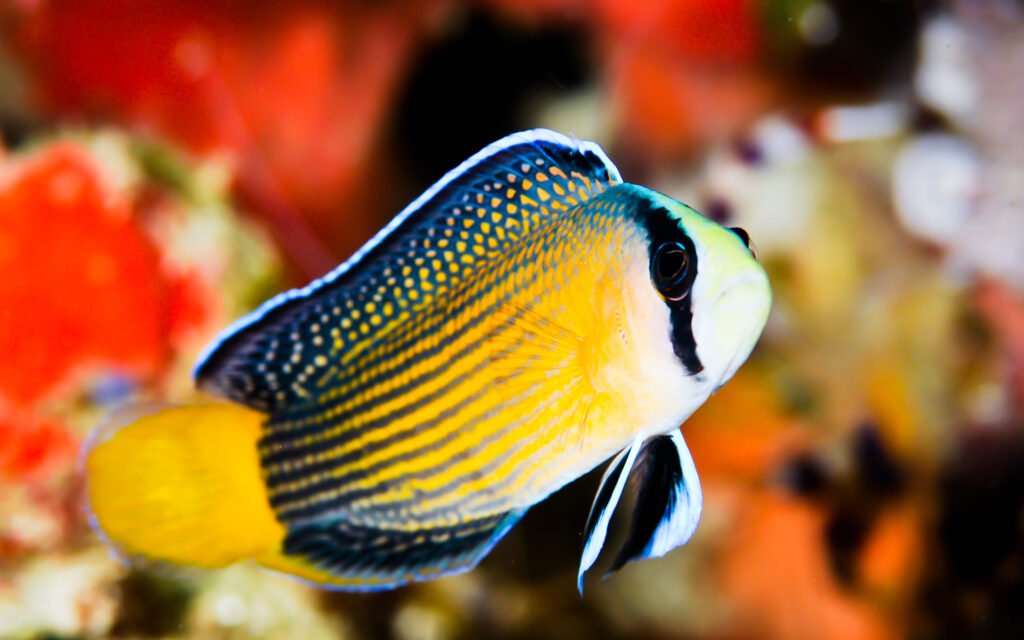 The Splendid Dottyback: A Jewel of the Reef