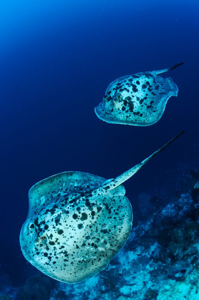 The Pelagic Dancers
