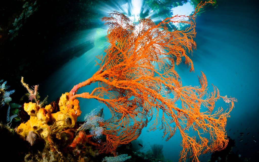 Cathedral of the Deep