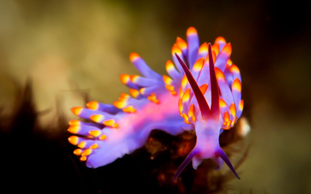 Vivid Whispers of the Reef