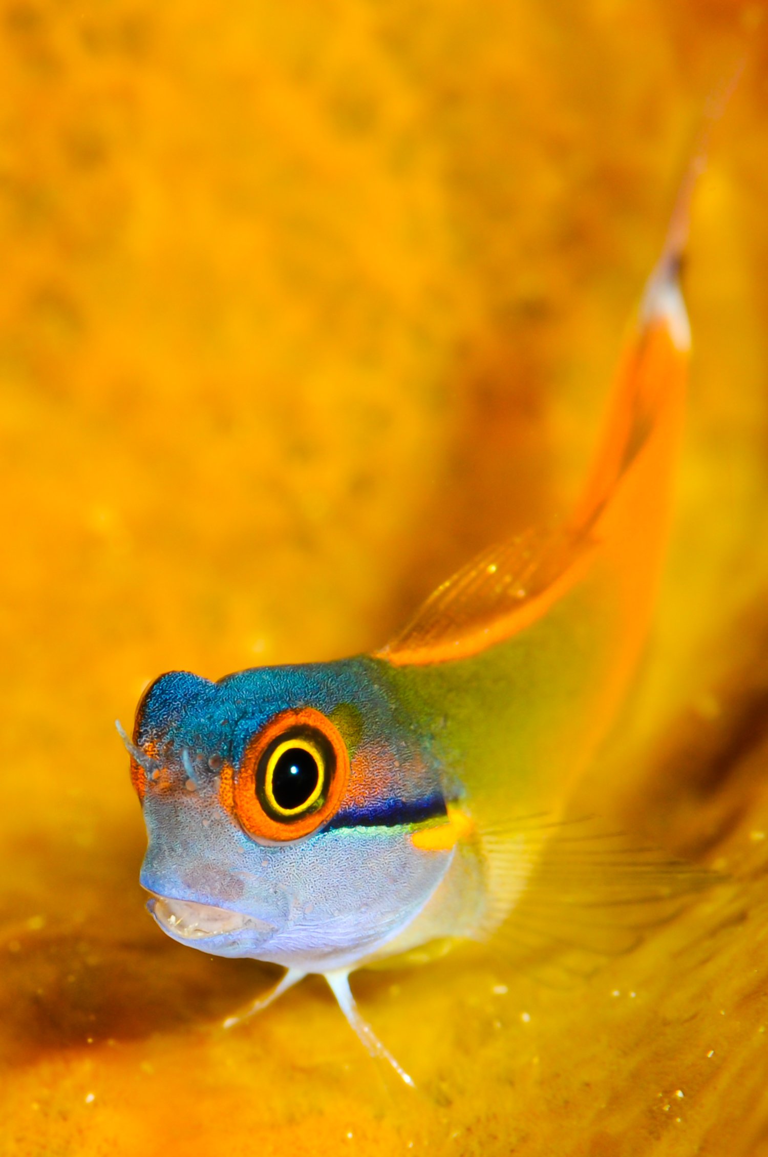Colorful fish underwater
