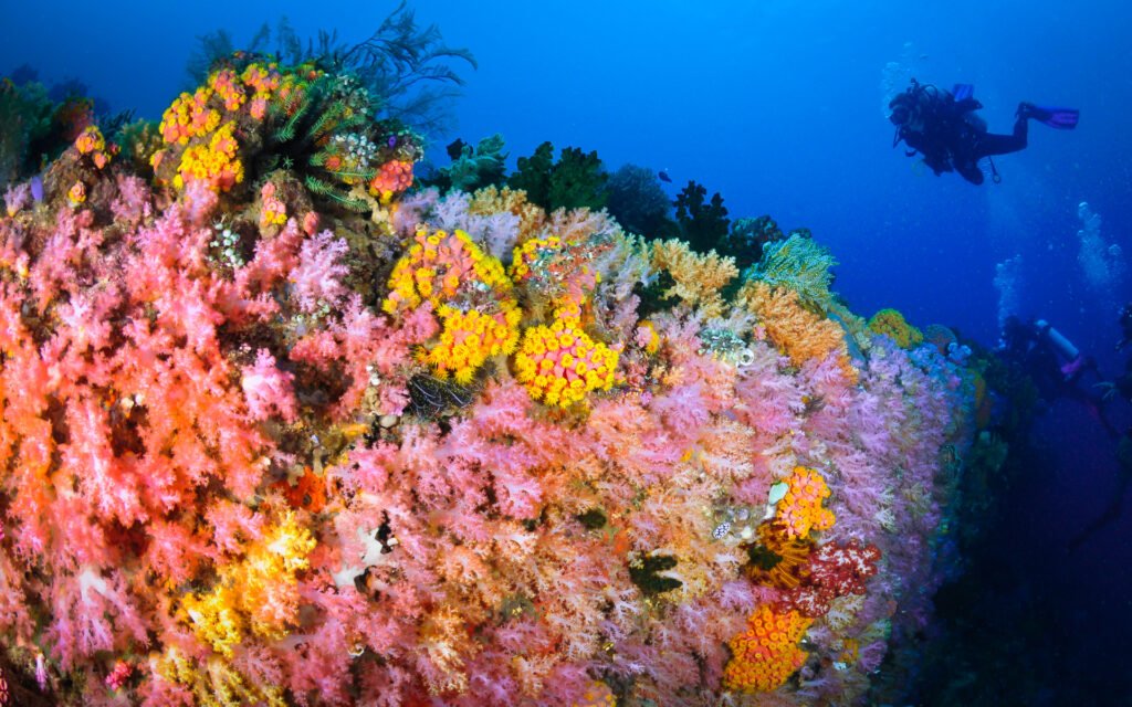 Diver in the Coral Garden