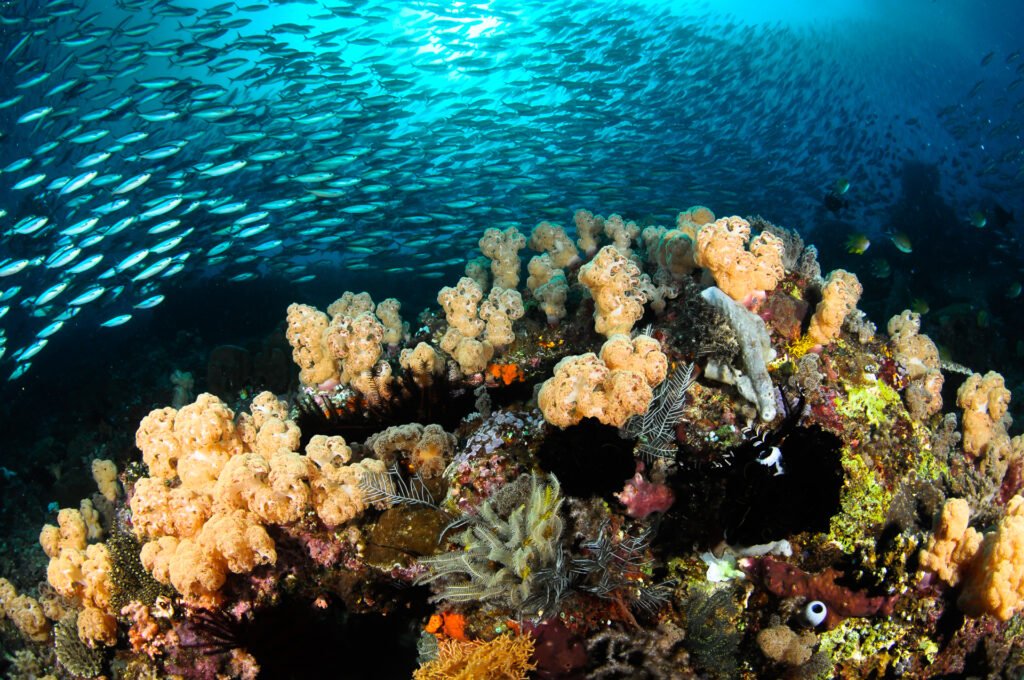 The Kinetic Reef
