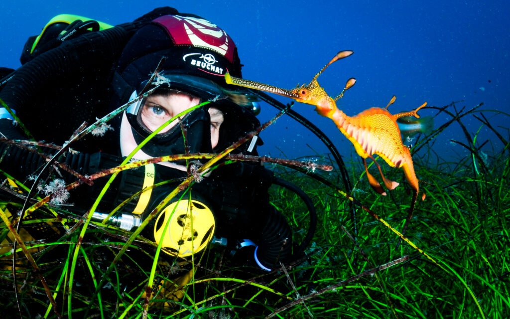 Behavioral Observation: Seadragon Interaction
