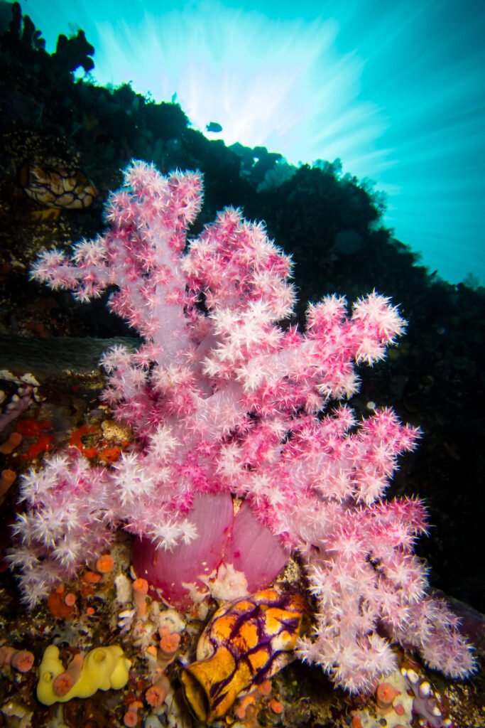 The Radiant Bloom