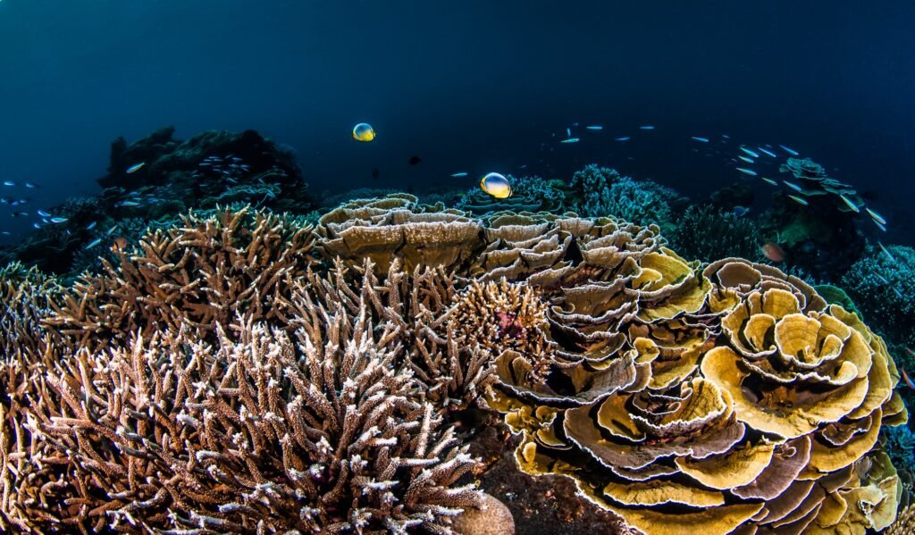The Architecture of the Reef