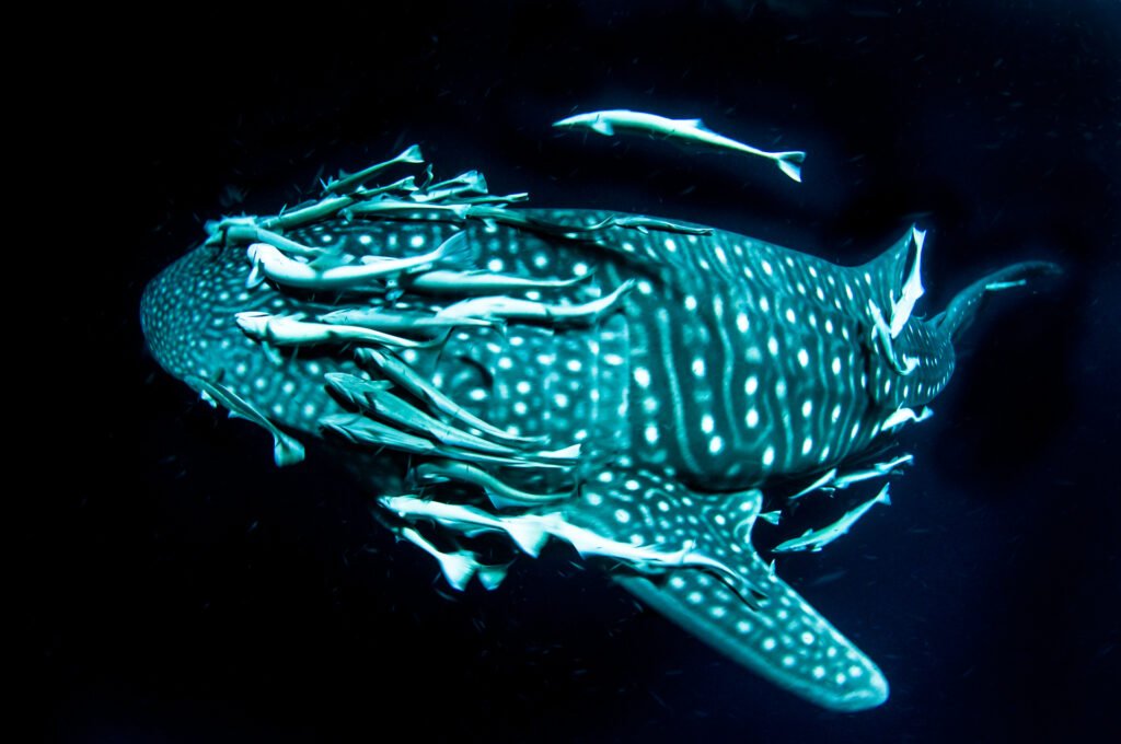 Gentle Titan of the Deep