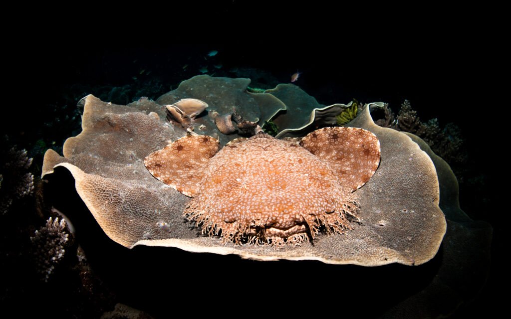 The Master of Disguise: Raja Ampat’s Wobbegong