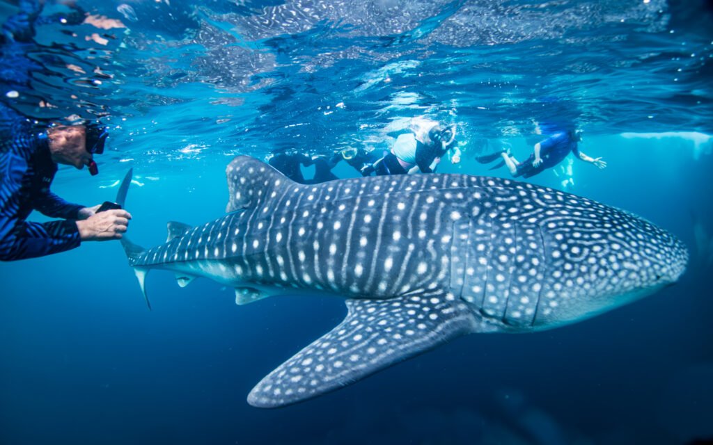 The Gentle Giants of Sumbawa
