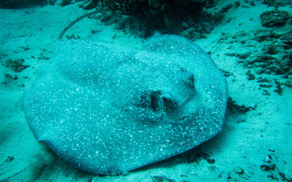 Benthic Specialization: Thornyback Ray Documentation