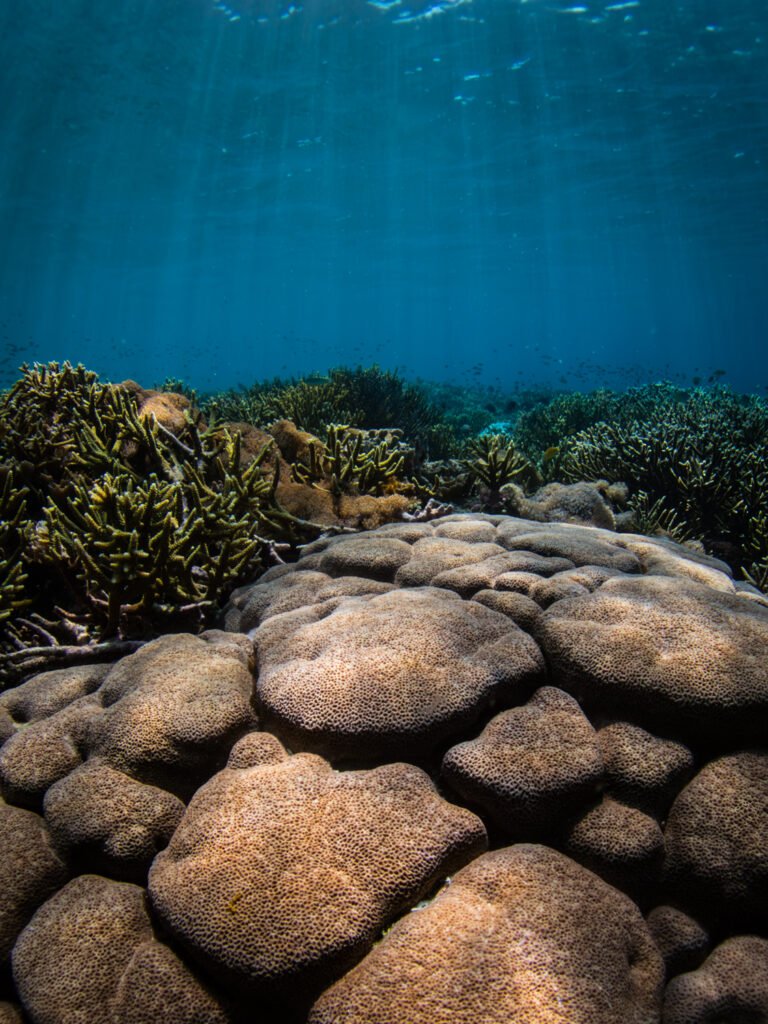 Cathedrals of the Shallows