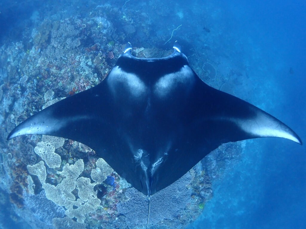 Oceanic Manta Rays