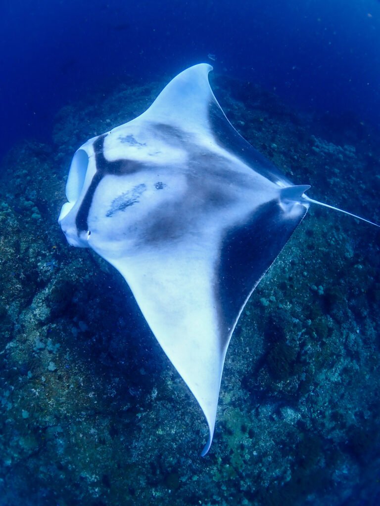 The Oceanic Monarch