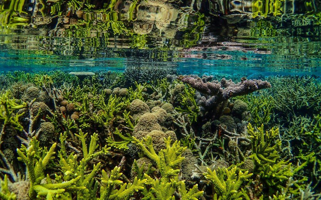 The Inverted Garden
