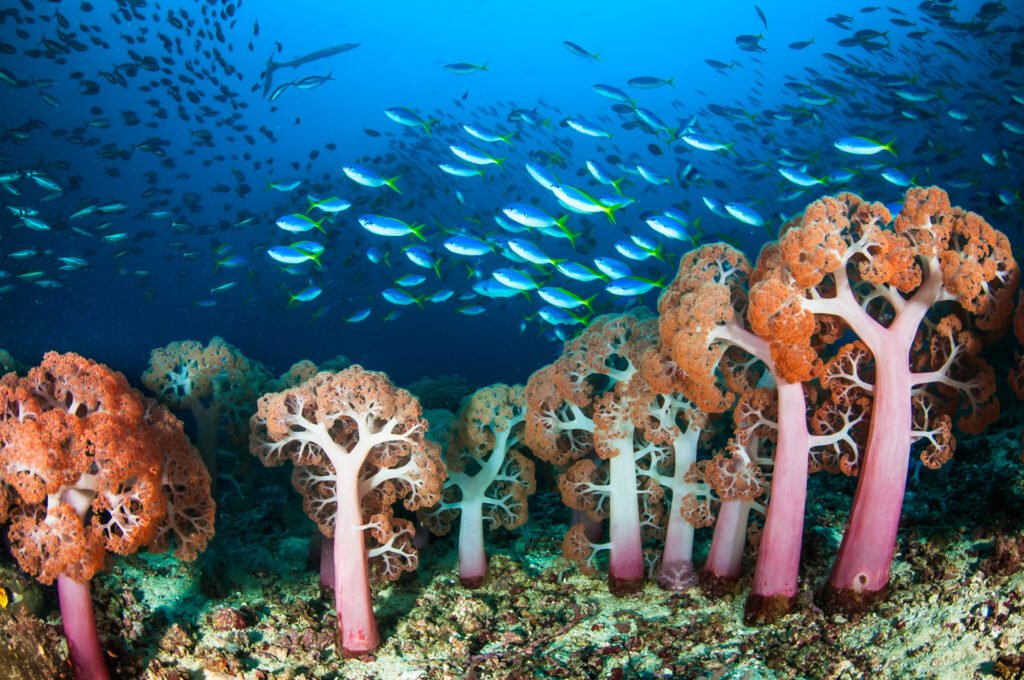 The Coral Forest