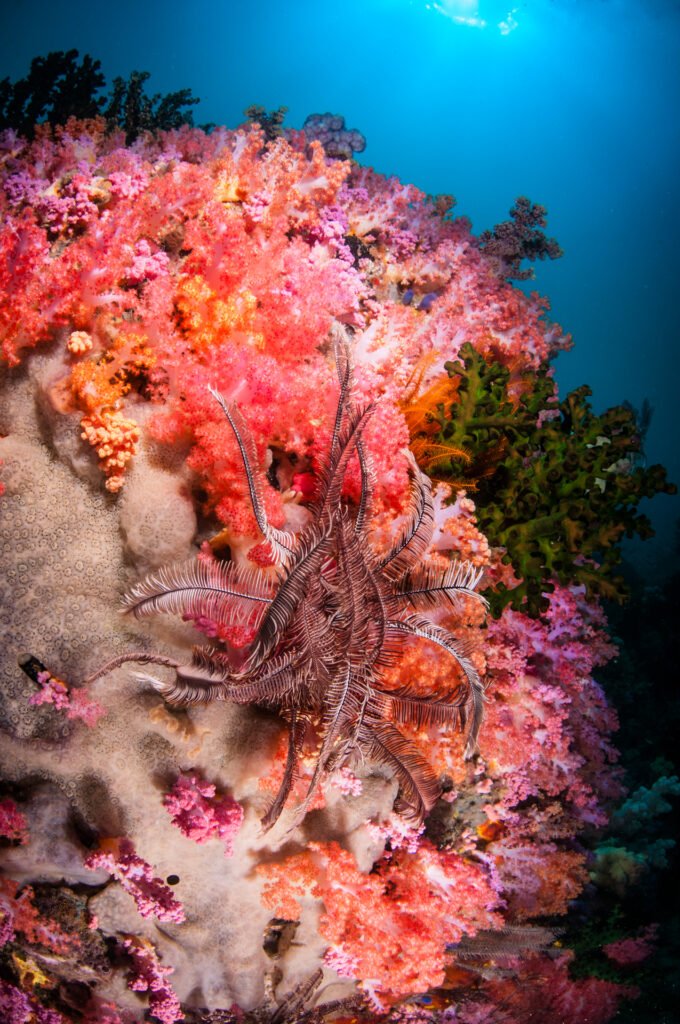 The Coral Crown of Triton Bay