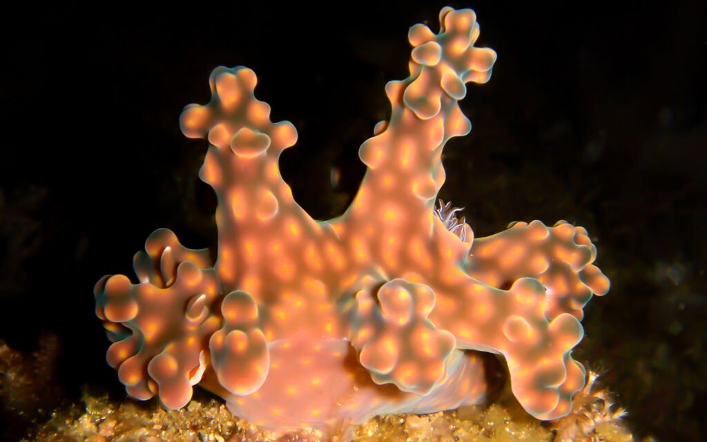 The Mimicry of Alleni