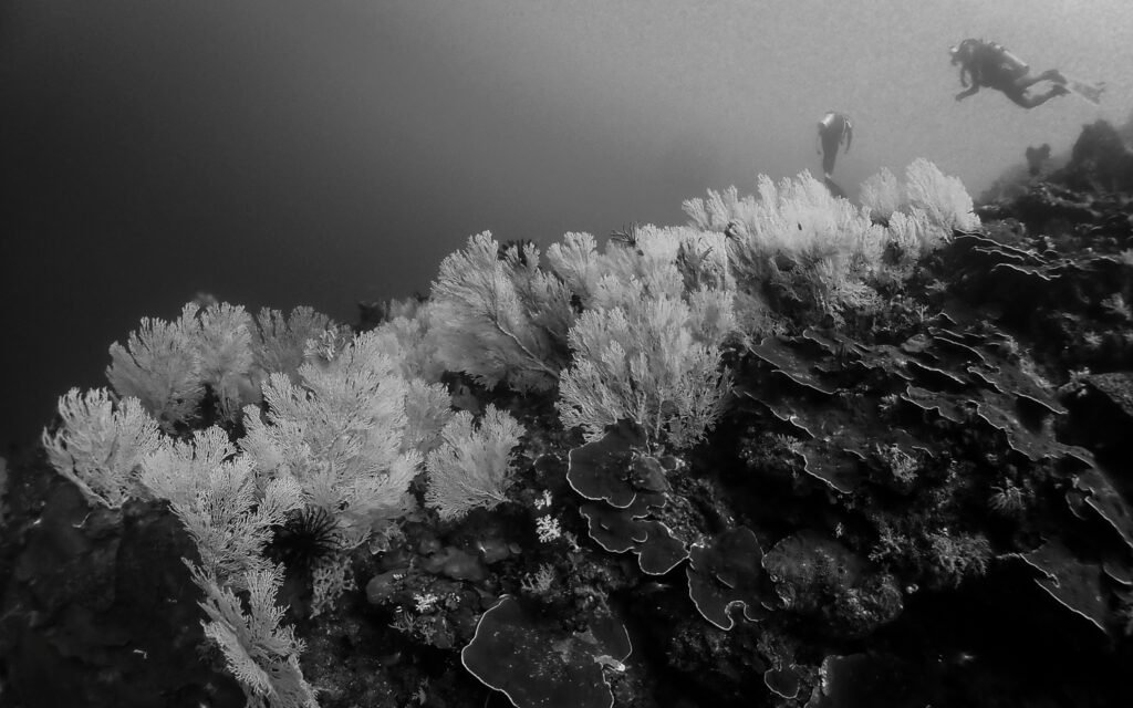 The Monochrome Garden