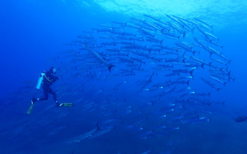 The Barracuda