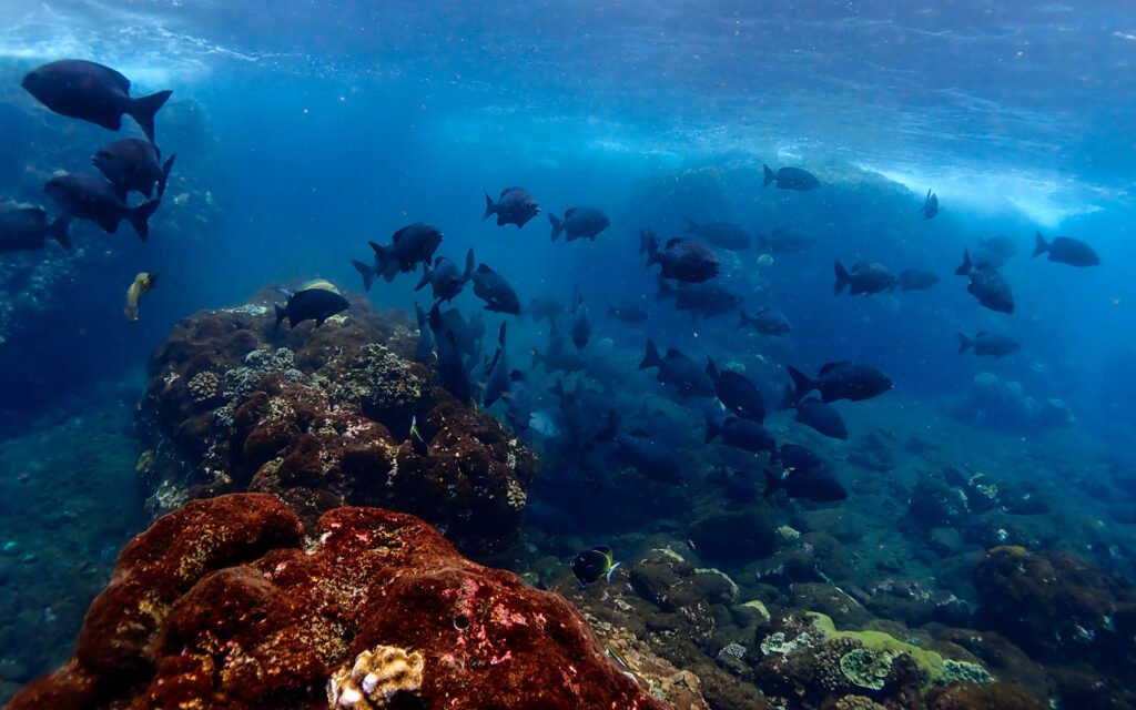 The Volcanic Currents of Manuk